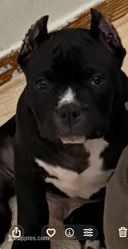 Wimpy  – American Bully puppy for sale in Aliquippa, PA