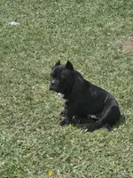 Debo, a male American Bully for sale in Aliquippa, PA – 5 of 6