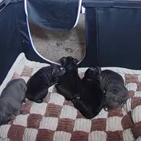 Wimpy , a male American Bully for sale in Aliquippa, PA – Photo 3 of 5