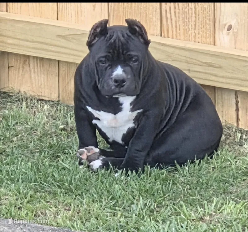 Wimpy  – American Bully puppy for sale in Aliquippa, PA