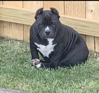 Debo, a male American Bully for sale in Aliquippa, PA – 1 of 6