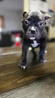 Wimpy , a male American Bully for sale in Aliquippa, PA – Photo 1 of 5