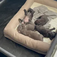 Wimpy , a male American Bully for sale in Aliquippa, PA – Photo 4 of 5