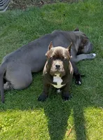 Debo, a male American Bully for sale in Aliquippa, PA – 4 of 6