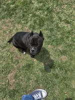 Debo, a male American Bully for sale in Aliquippa, PA – 3 of 6