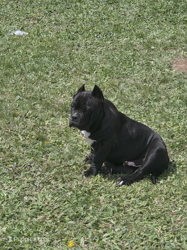 Brutus  – American Bully puppy for sale in Aliquippa, PA