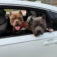 Brutus , a male American Bully for sale in Aliquippa, PA – Photo 3 of 4