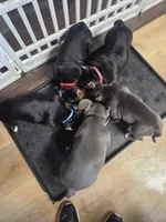 Brutus , a male American Bully for sale in Aliquippa, PA – Photo 5 of 5