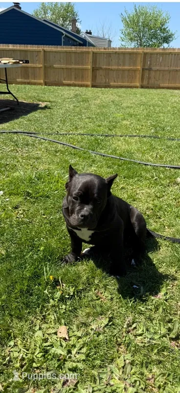 Brutus  – American Bully puppy for sale in Aliquippa, PA