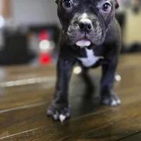 Brutus , a male American Bully for sale in Aliquippa, PA – Photo 2 of 4