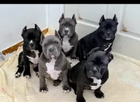 Brutus , a male American Bully for sale in Aliquippa, PA – Photo 4 of 4