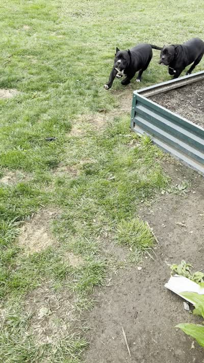 Debo, a male American Bully for sale in Aliquippa, PA – 6 of 6