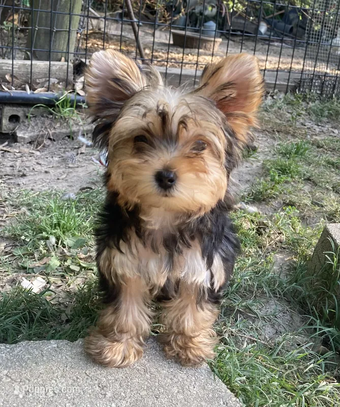 Paisley – Yorkshire Terrier puppy for sale in Gilmer, TX
