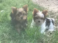 Jackson, a male Yorkshire Terrier for sale in Gilmer, TX – Photo 2 of 2