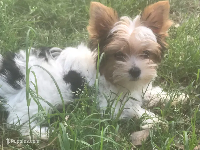 Jackson – Yorkshire Terrier puppy for sale in Gilmer, TX