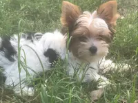 Jackson, a male Yorkshire Terrier for sale in Gilmer, TX – Photo 1 of 2