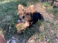 Paisley, a female Yorkshire Terrier for sale in Gilmer, TX – 2 of 3