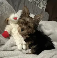 Piper, a female Yorkshire Terrier for sale in Gilmer, TX – 1 of 1