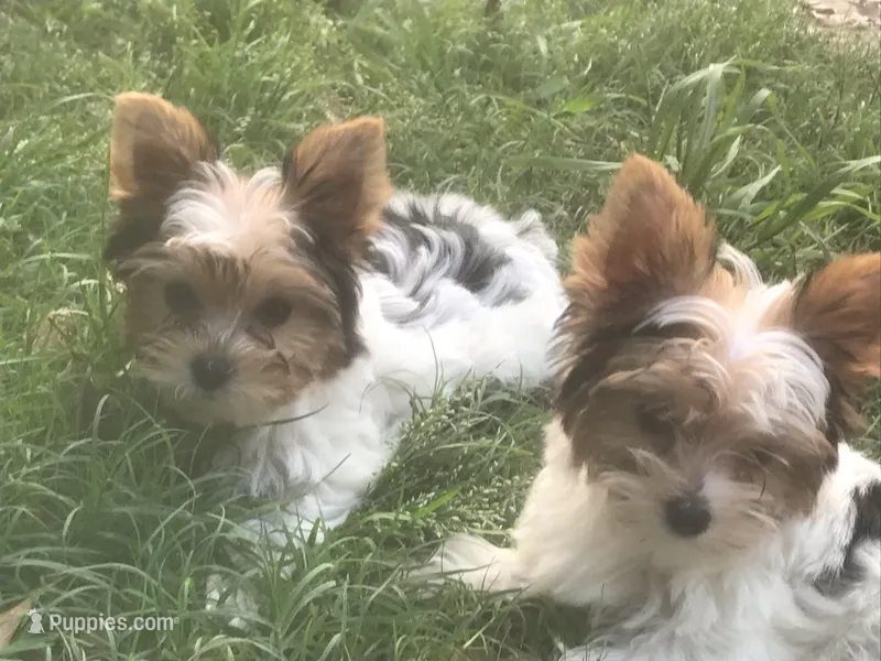 Jasmine – Yorkshire Terrier puppy for sale in Gilmer, TX