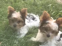 Jasmine, a female Yorkshire Terrier for sale in Gilmer, TX – Photo 1 of 2