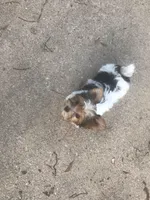 Jasmine, a female Yorkshire Terrier for sale in Gilmer, TX – Photo 2 of 2