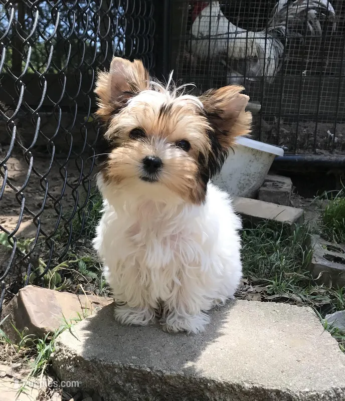 Jasmine – Yorkshire Terrier puppy for sale in Gilmer, TX