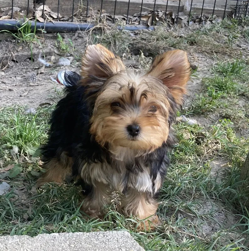 Paisley, a female Yorkshire Terrier for sale in Gilmer, TX – 1 of 3