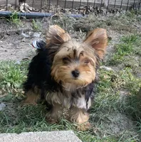 Paisley, a female Yorkshire Terrier for sale in Gilmer, TX – 1 of 3