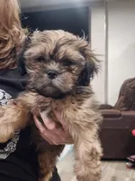 Max, a male Shih Tzu for sale in Saint Cloud, FL – Photo 3 of 3