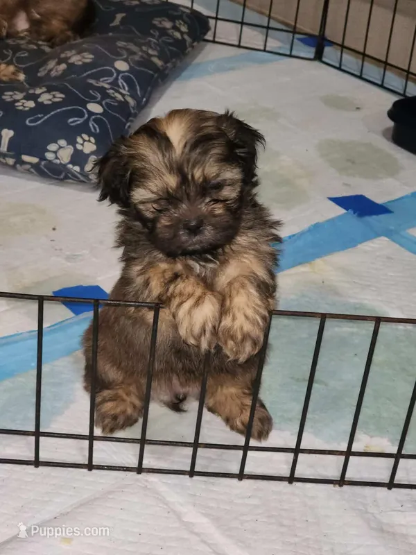 Max – Shih Tzu puppy for sale in Saint Cloud, FL