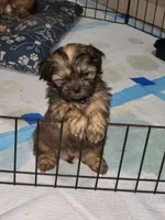 Max, a male Shih Tzu for sale in Saint Cloud, FL – Photo 1 of 3