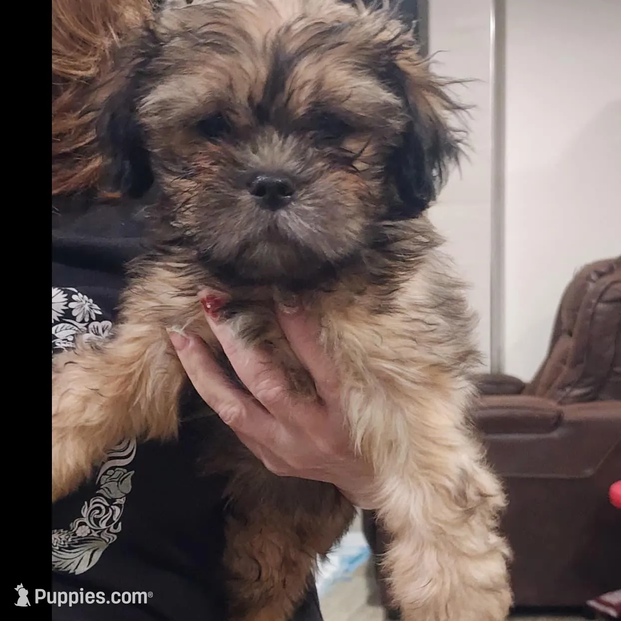 Max, a male Shih Tzu for sale in Saint Cloud, FL – Photo 2 of 3