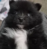 Junior, a male Pomeranian for sale in Gresham, OR – 2 of 3