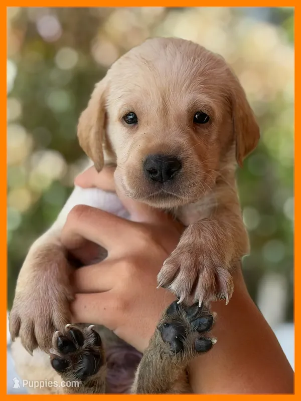 Orange "Blaze" – Labrador Retriever puppy for sale in Loxahatchee Groves, FL