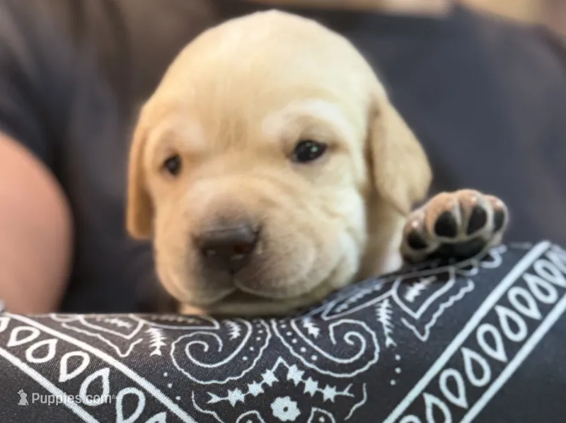 Black "Patriot" – Labrador Retriever puppy for sale in Loxahatchee Groves, FL