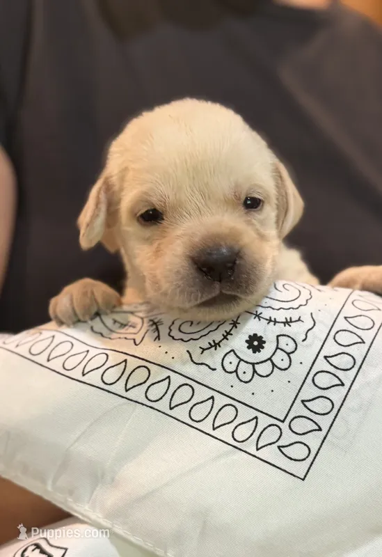 White "Ivory" – Labrador Retriever puppy for sale in Loxahatchee Groves, FL