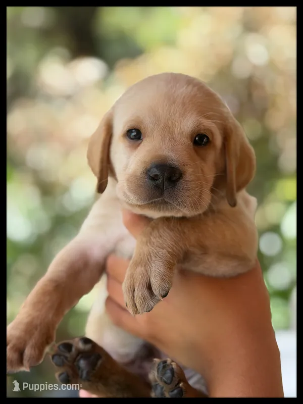 Black "Patriot" – Labrador Retriever puppy for sale in Loxahatchee Groves, FL