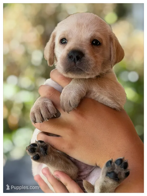 White "Ivory" – Labrador Retriever puppy for sale in Loxahatchee Groves, FL