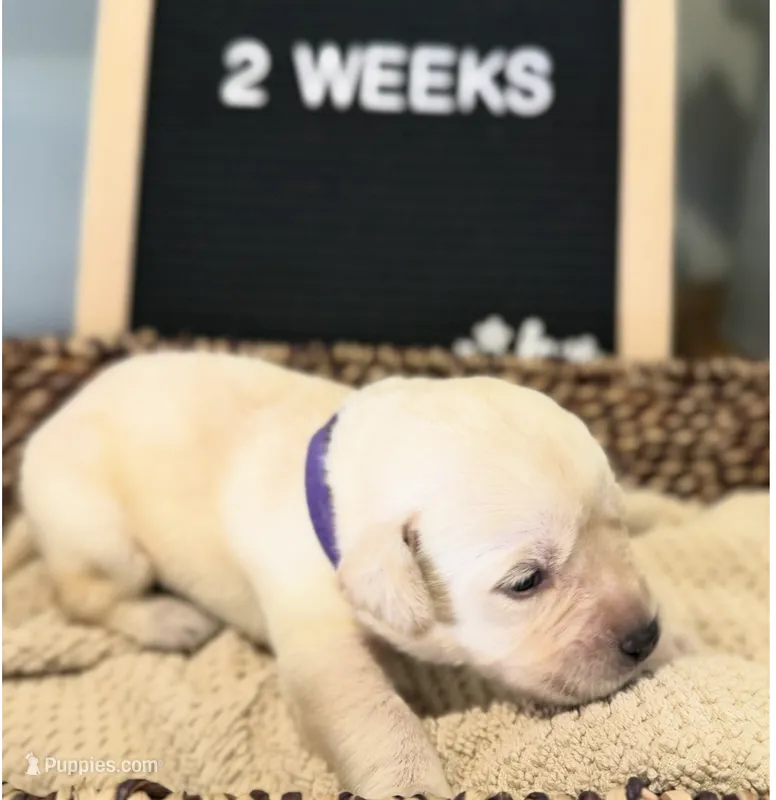 Purple "America" – Labrador Retriever puppy for sale in Loxahatchee Groves, FL