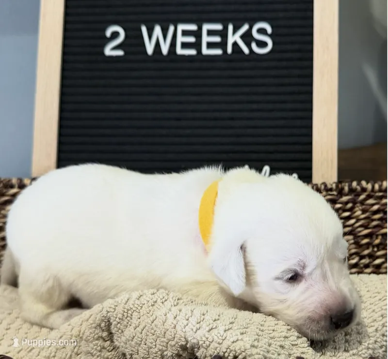 Yellow "Sparkler" – Labrador Retriever puppy for sale in Loxahatchee Groves, FL