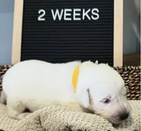 Yellow "Sparkler", a male Labrador Retriever for sale in Loxahatchee Groves, FL – 1 of 1