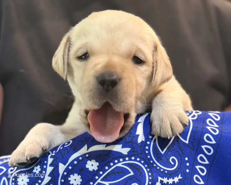Dark Blue "Navy" – Labrador Retriever puppy for sale in Loxahatchee Groves, FL