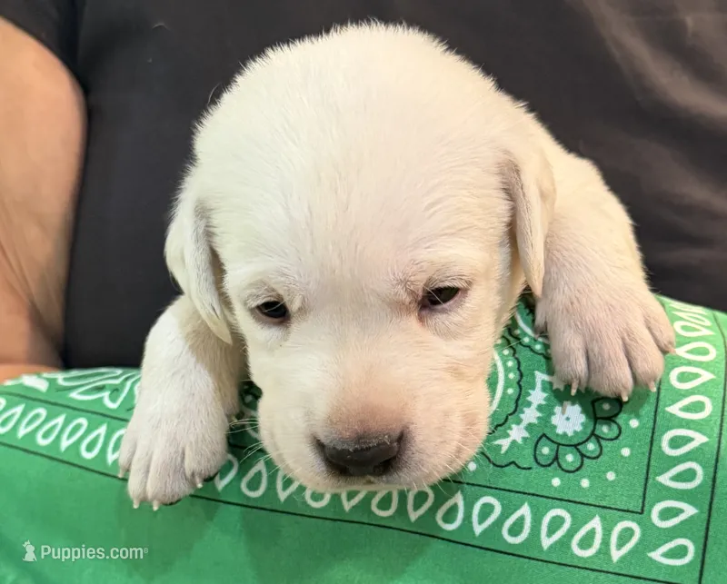 Green "Liberty" – Labrador Retriever puppy for sale in Loxahatchee Groves, FL