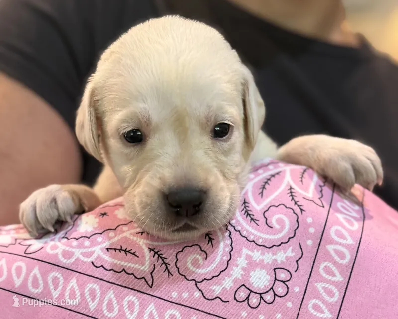 Pink "Freedom" – Labrador Retriever puppy for sale in Loxahatchee Groves, FL