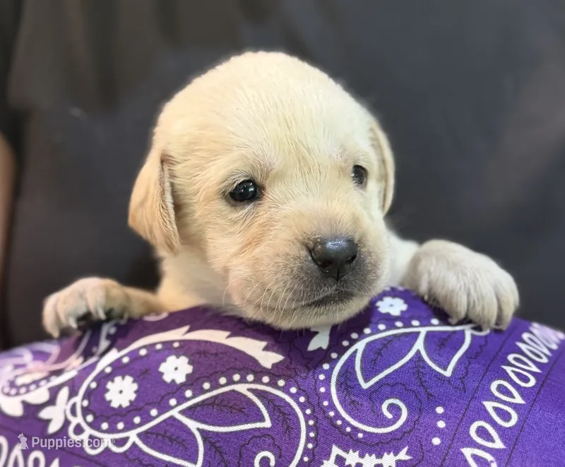 Purple "America" – Labrador Retriever puppy for sale in Loxahatchee Groves, FL