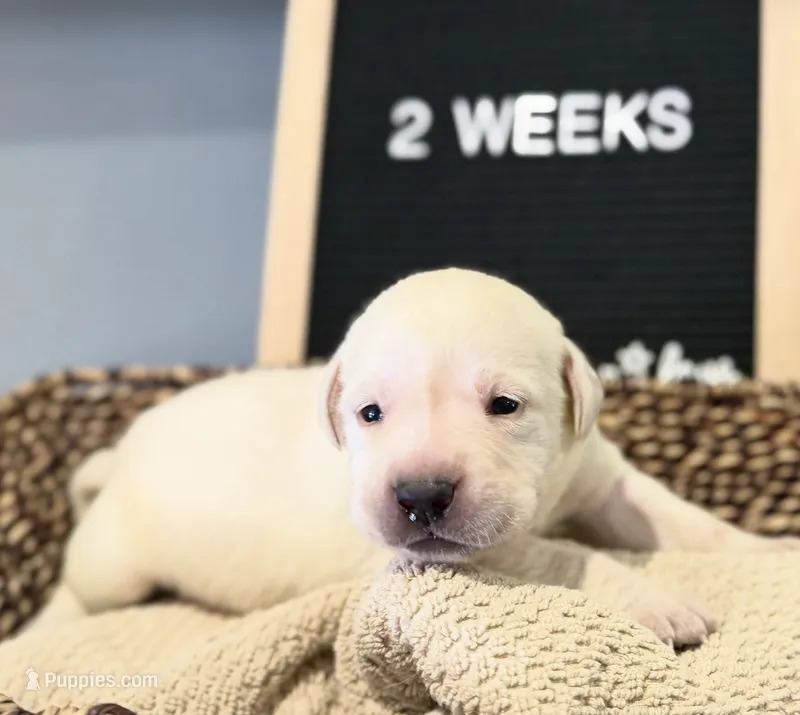 Pink "Freedom" – Labrador Retriever puppy for sale in Loxahatchee Groves, FL