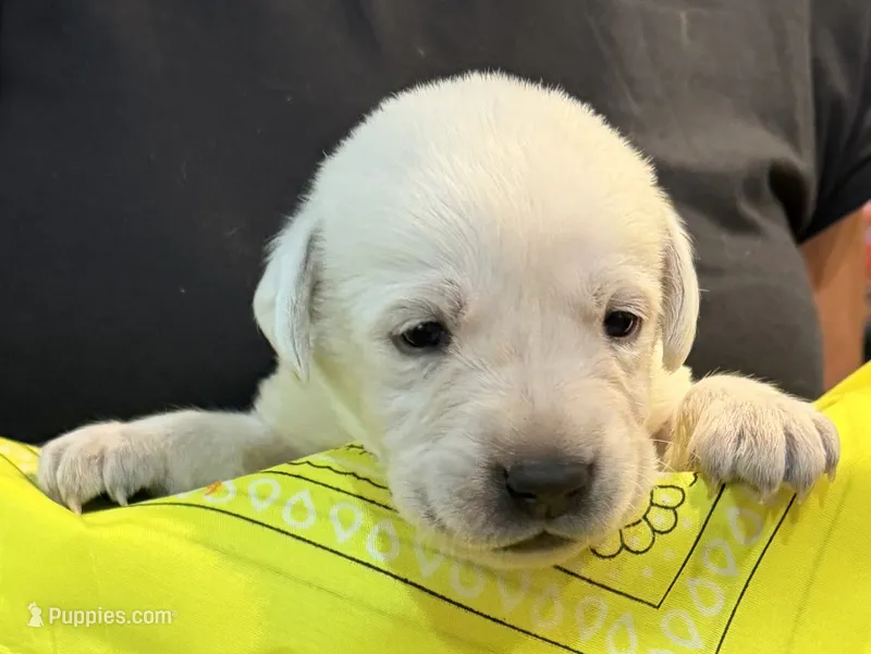 Yellow "Sparkler" – Labrador Retriever puppy for sale in Loxahatchee Groves, FL