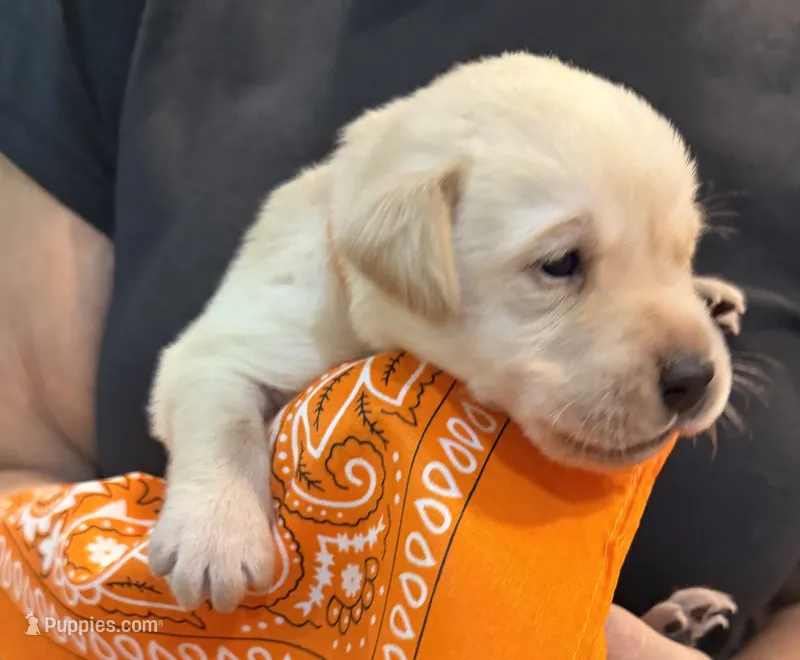 Orange "Blaze" – Labrador Retriever puppy for sale in Loxahatchee Groves, FL