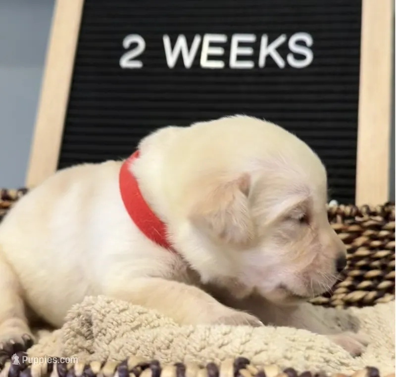Red "Ruby" – Labrador Retriever puppy for sale in Loxahatchee Groves, FL