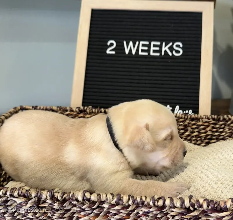 Black "Patriot" – Labrador Retriever puppy for sale in Loxahatchee Groves, FL